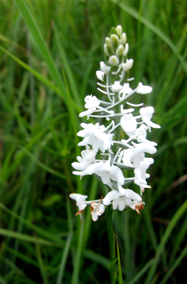 Platanthera nivea, May Prairie, a wet prairie in Coffee County, Tennessee