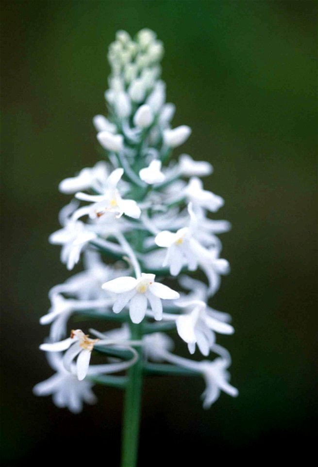 Image title: Snowy orchid plant with white flowers habenaria nivea
Image from Public domain images website, http://www.public-domain-image.com/full-image/flora-plants-public-domain-images-pictures/flo