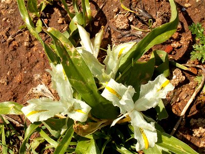 Iris palestina