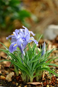 Iris planifolia Fiori et Paol.