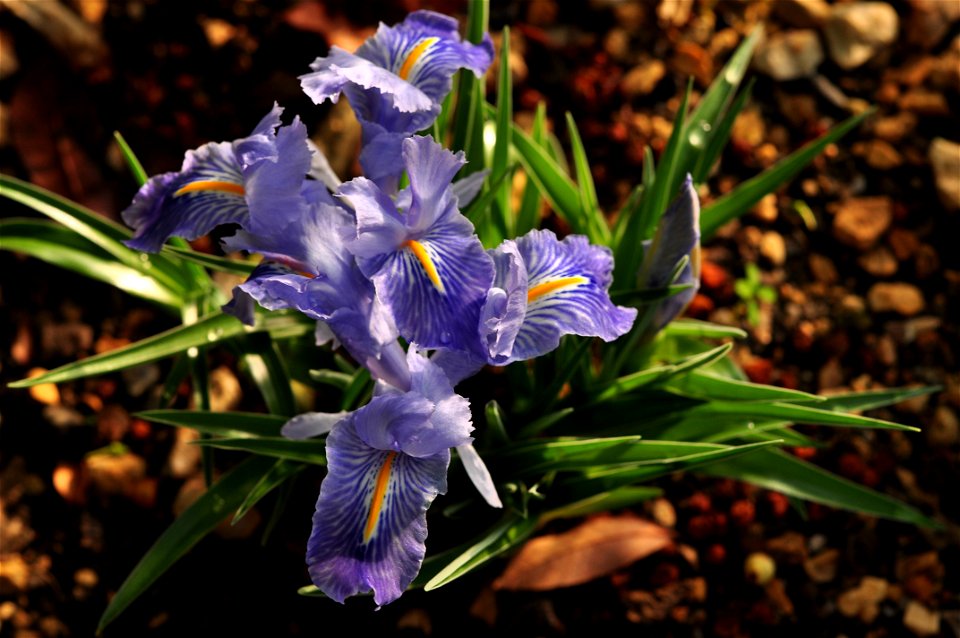 Iris planifolia Fiori et Paol.