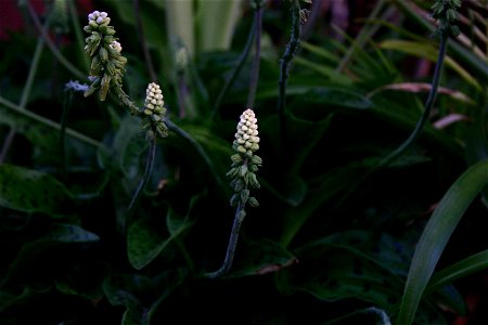 Ledebouria maculata cultivated in Johannesburg photo