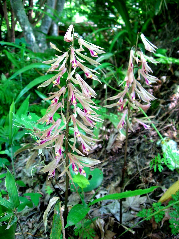 Cremastra appendiculata ,Flower, Aizu area, Fukushima pref., Japan