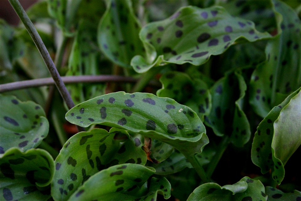Ledebouria maculata cultivated in Johannesburg