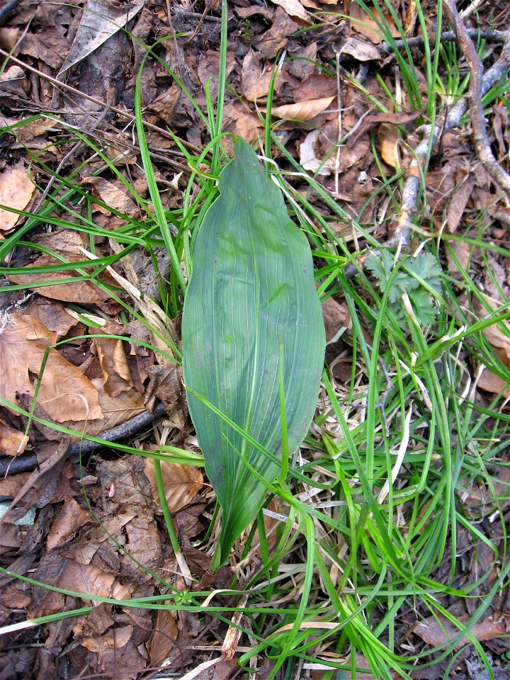 Cremastra appendiculata ,Leaf, Aizu area, Fukushima pref., Japan
