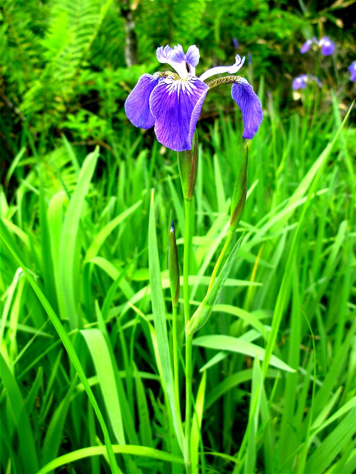 Iris setosa, Aizu area, Fukushima pref., Japan photo