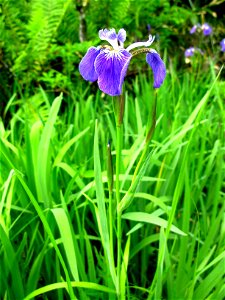 Iris setosa, Aizu area, Fukushima pref., Japan photo
