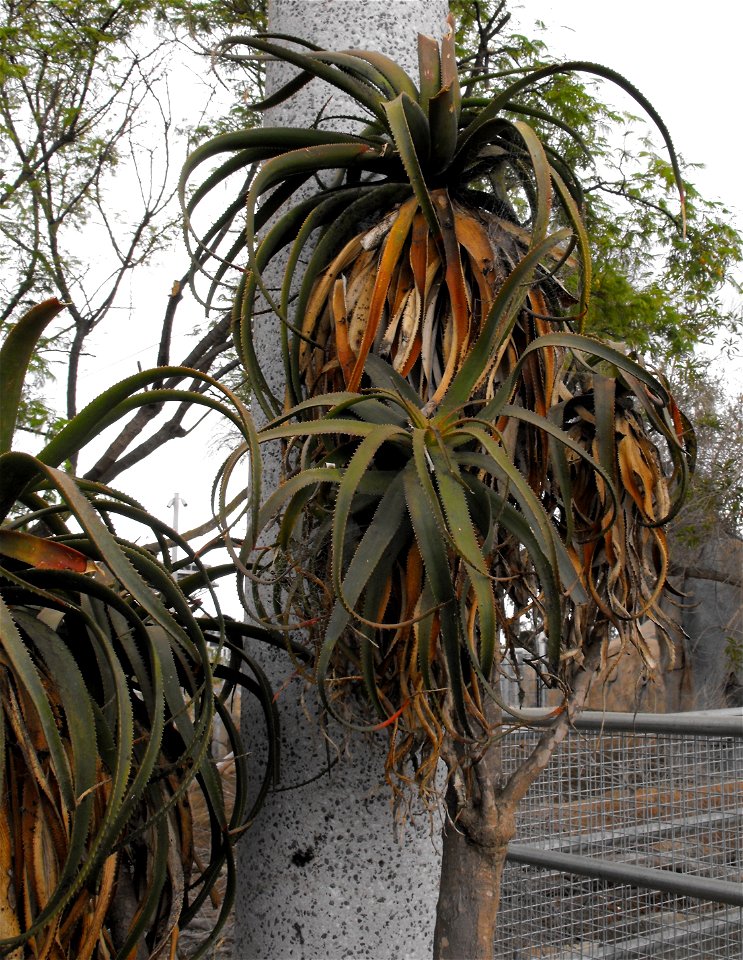 French aloe, Aloe pluridens, at the San Diego Zoo, California, USA. Identified by sign.