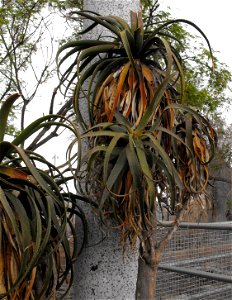 French aloe, Aloe pluridens, at the San Diego Zoo, California, USA. Identified by sign.