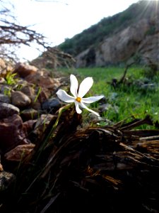 Narcissus serotinus in Cartagena (Spain). Monte de Roldán. photo