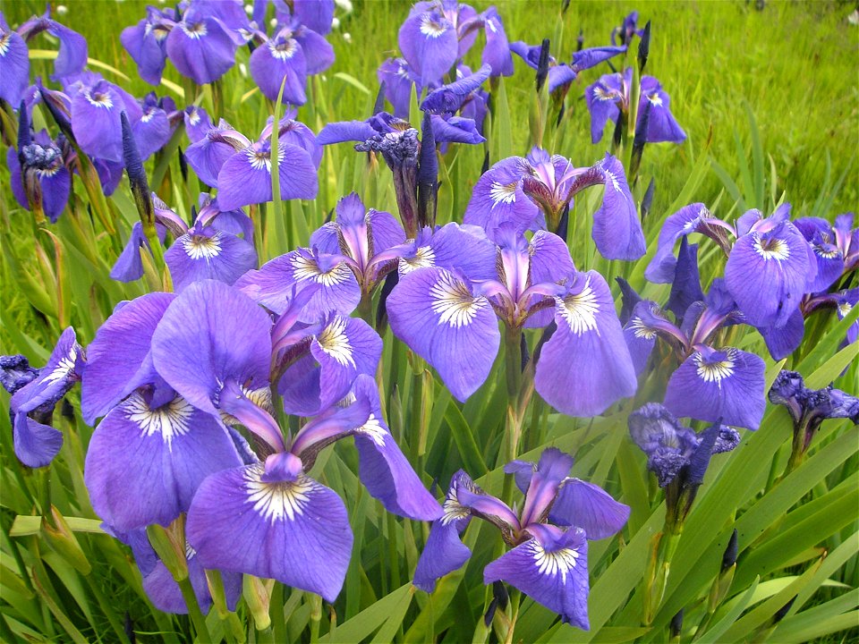 Purple iris' on Raspberry Island, Alaska