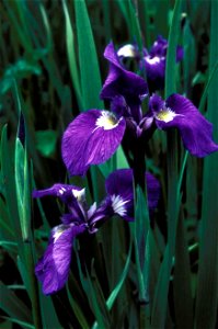 Image title: Wild iris flower iris setosa Image from Public domain images website, http://www.public-domain-image.com/full-image/flora-plants-public-domain-images-pictures/flowers-public-domain-images photo