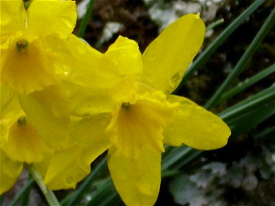 Narcissus rupicola flowers front close up, Sierra Madrona, Spain photo