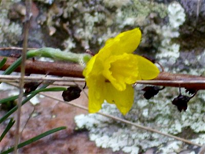 Narcissus rupicola flower side close up, Sierra Madrona, Spain photo