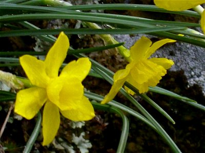 Narcissus rupicola flowers close up, Sierra Madrona, Spain photo