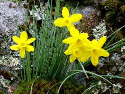 Narcissus rupicola habitat, Sierra Madrona, Spain photo