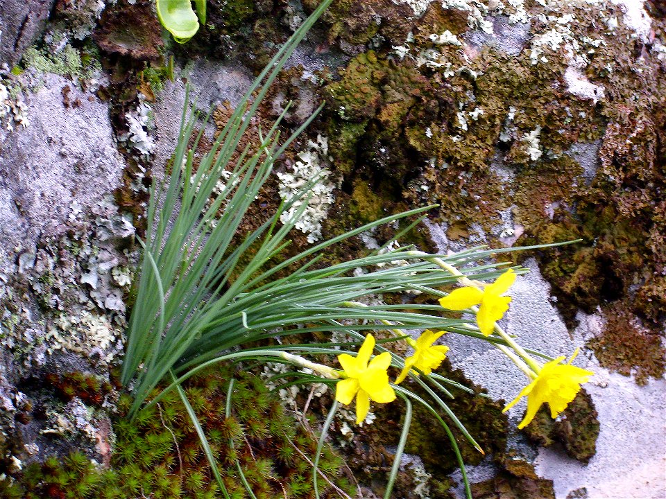 Narcissus rupicola habit, Sierra Madrona, Spain