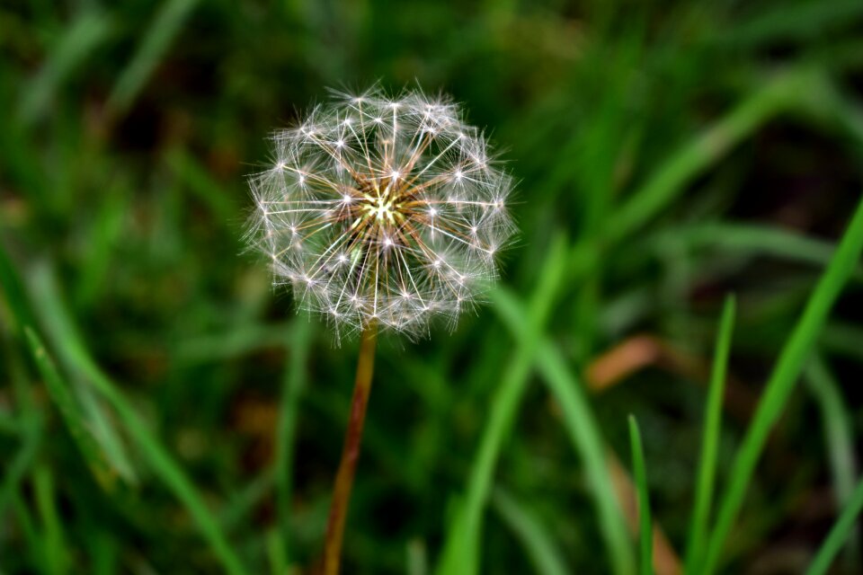 Plant summer flora