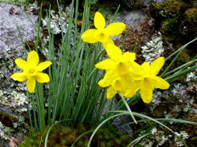 Narcissus rupicola habit, Sierra Madrona, Spain photo