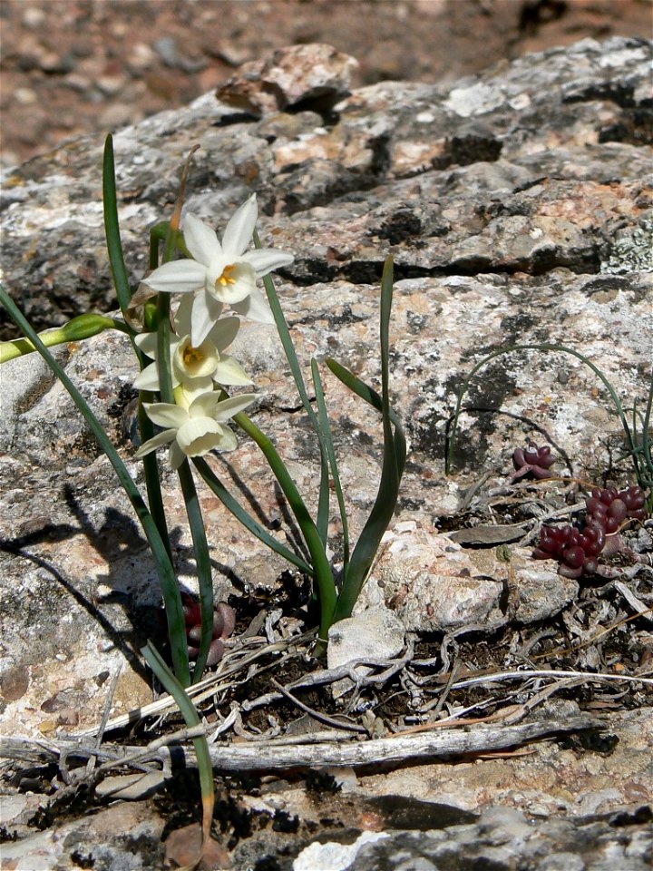 Narcissus dubius Gouan

Català:  Nadala Menuda
Français :  Narcisse douteux
Source: Own work
Date:04-03-2007
License: PD
Location: Parc Natural de Sant Llorenç del Munt, vessant sud de la