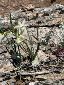 Narcissus dubius Gouan Català: Nadala Menuda Français : Narcisse douteux Source: Own work Date:04-03-2007 License: PD Location: Parc Natural de Sant Llorenç del Munt, vessant sud de la photo