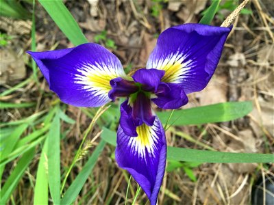 leafy blue flag (Iris brevicaulis) photo