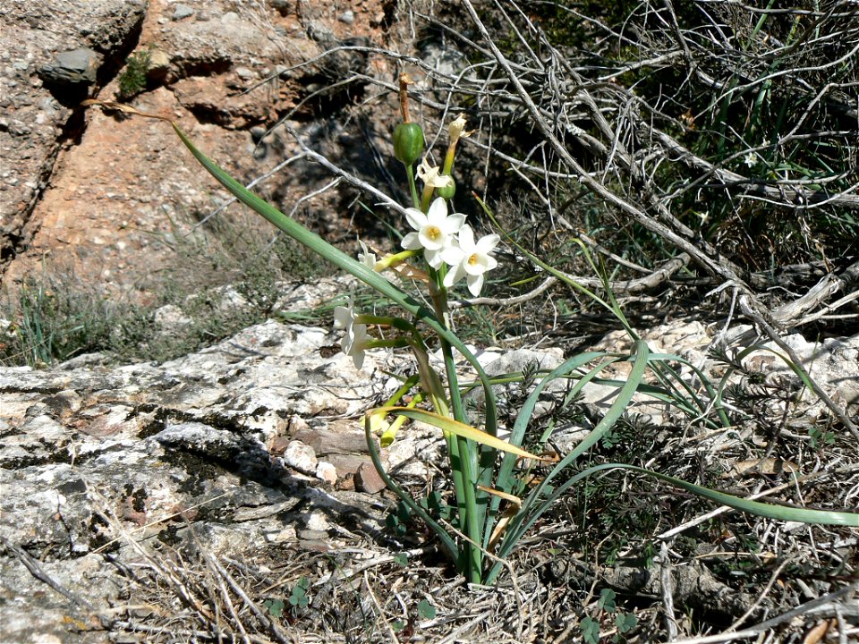 Narcissus dubius  Gouan

Català:  Nadala Menuda
Français :  Narcisse douteux
Source: Own work
Date:04-03-2007
License: PD
Location: Parc Natural de Sant Llorenç del Munt, vessant sud de l