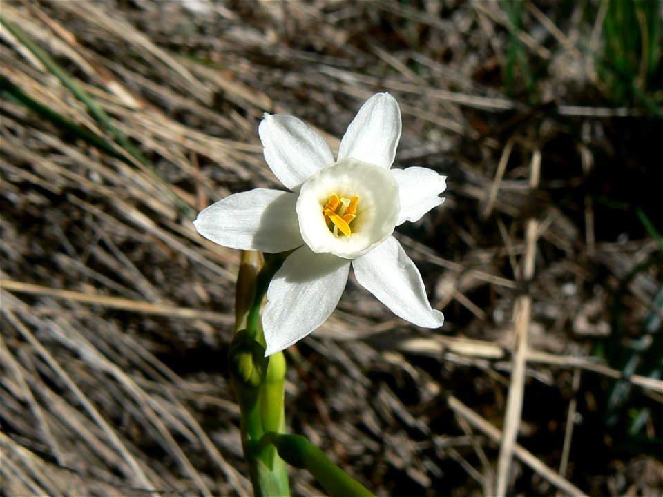 Narcissus dubius Gouan

Català:  Nadala Menuda
Français :  Narcisse douteux
Source: Own work
Date:04-03-2007
License: PD
Location: Parc Natural de Sant Llorenç del Munt, vessant sud de la