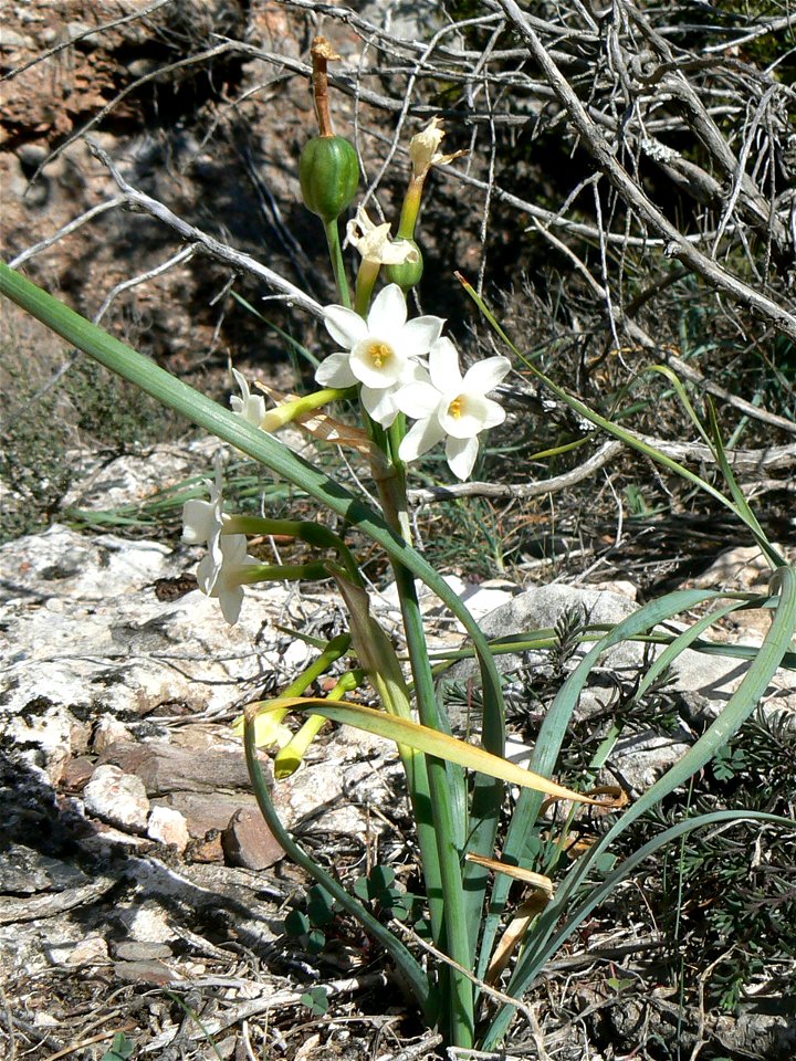 Narcissus dubius  Gouan

Català:  Nadala Menuda
Français :  Narcisse douteux
Source: Own work
Date:04-03-2007
License: PD
Location: Parc Natural de Sant Llorenç del Munt, vessant sud de l