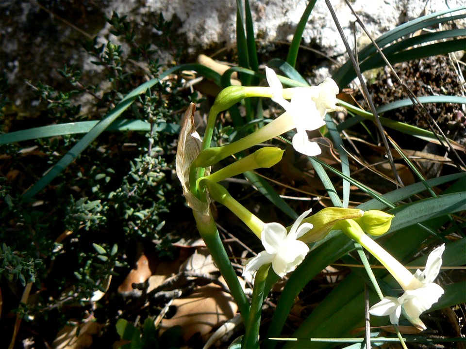 Narcissus dubius Gouan

Català:  Nadala Menuda
Français :  Narcisse douteux
Source: Own work
Date:04-03-2007
License: PD
Location: Parc Natural de Sant Llorenç del Munt, vessant sud de la