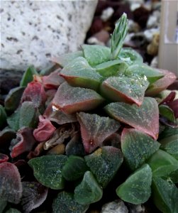Haworthia pygmaea at the Volunteer Park Conservatory, Seattle, Washington, USA. Identified by sign.