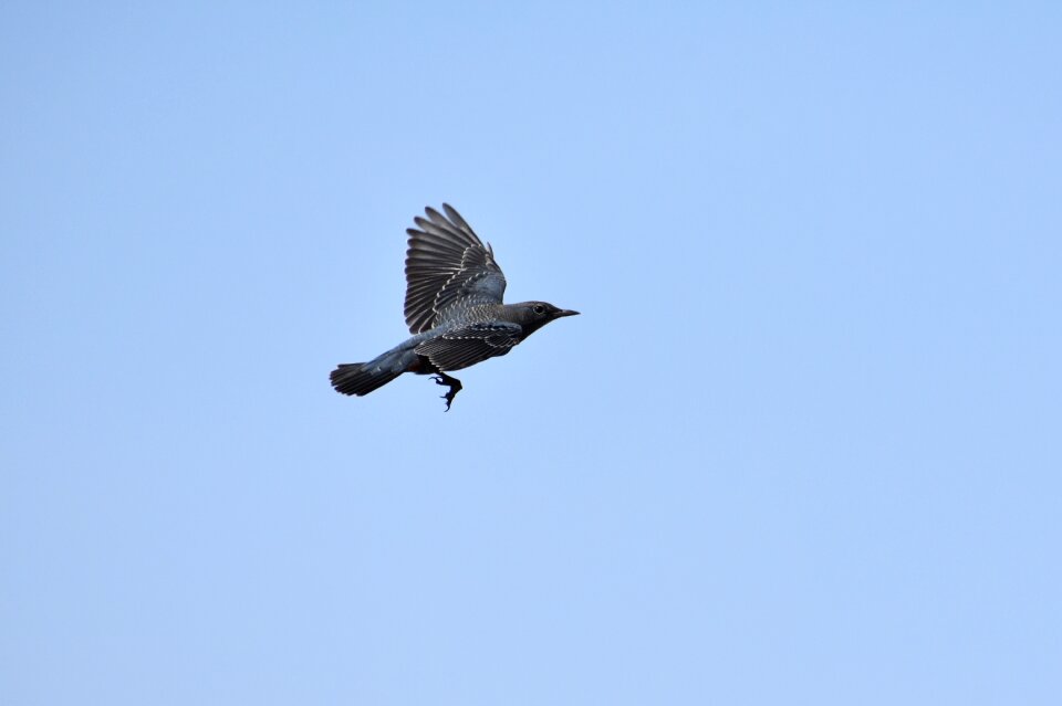 Wild birds method bulbul feathers