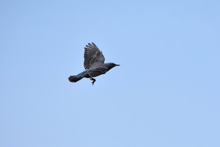 Wild birds method bulbul feathers