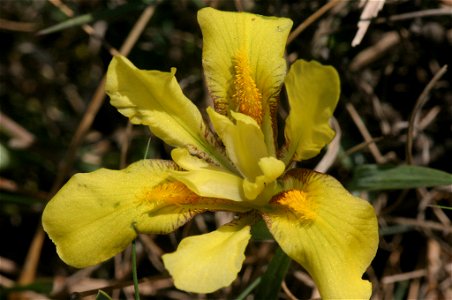 Iris humilis photo