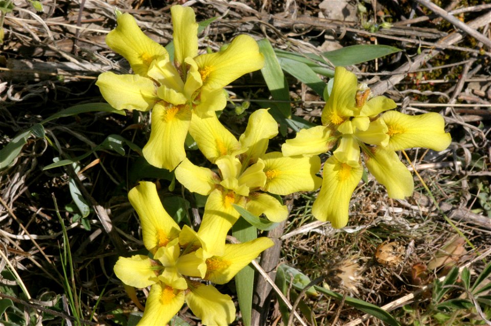 Iris humilis photo