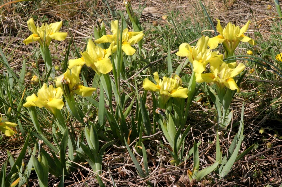 Iris humilis photo