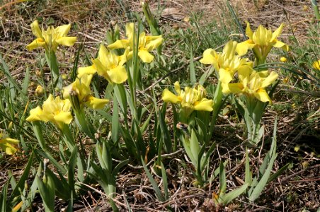 Iris humilis