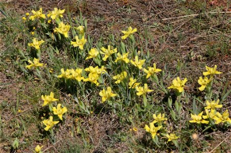 Iris humilis