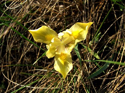 Iris humilis subsp. arenaria syn. Iris arenaria. Szentendrei-sziget, Hungary. photo
