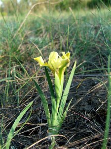 Iris humilis subsp. arenaria syn. Iris arenaria. Szentendrei-sziget, Hungary.
