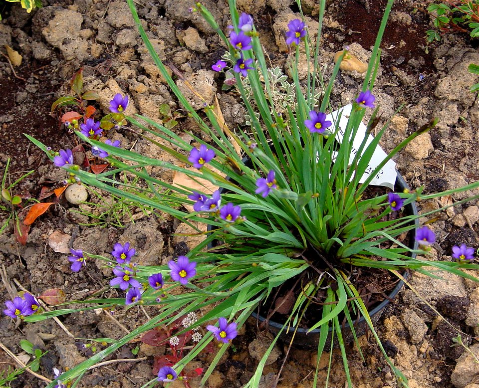 Bermuda Blue-eyed Grass