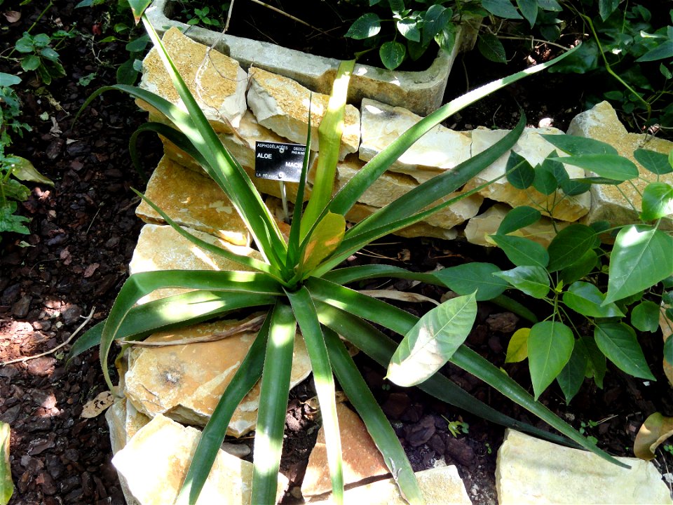 Aloe macra specimen in the Jardin Botanique de Lyon, Parc de la Tête d'Or, Lyon, France.