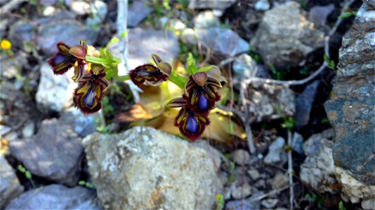 Ophrys Speculum. Orquídea en el Puntal del Moco (Parque Natural de la Sierra de la Muela) en Cartagena (Spain) photo