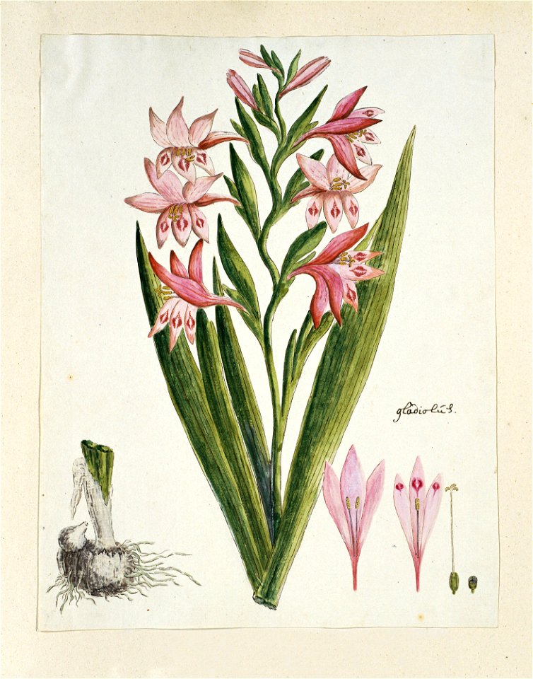 IdentificatieTitel(s): Gladiolus carneus D. Delarochevgladiolús (titel op object)Objecttype: tekening albumblad Objectnummer: RP-T-1914-18-45Opschriften / Merken: annotatie, rechtsonder, pen in bruin: photo