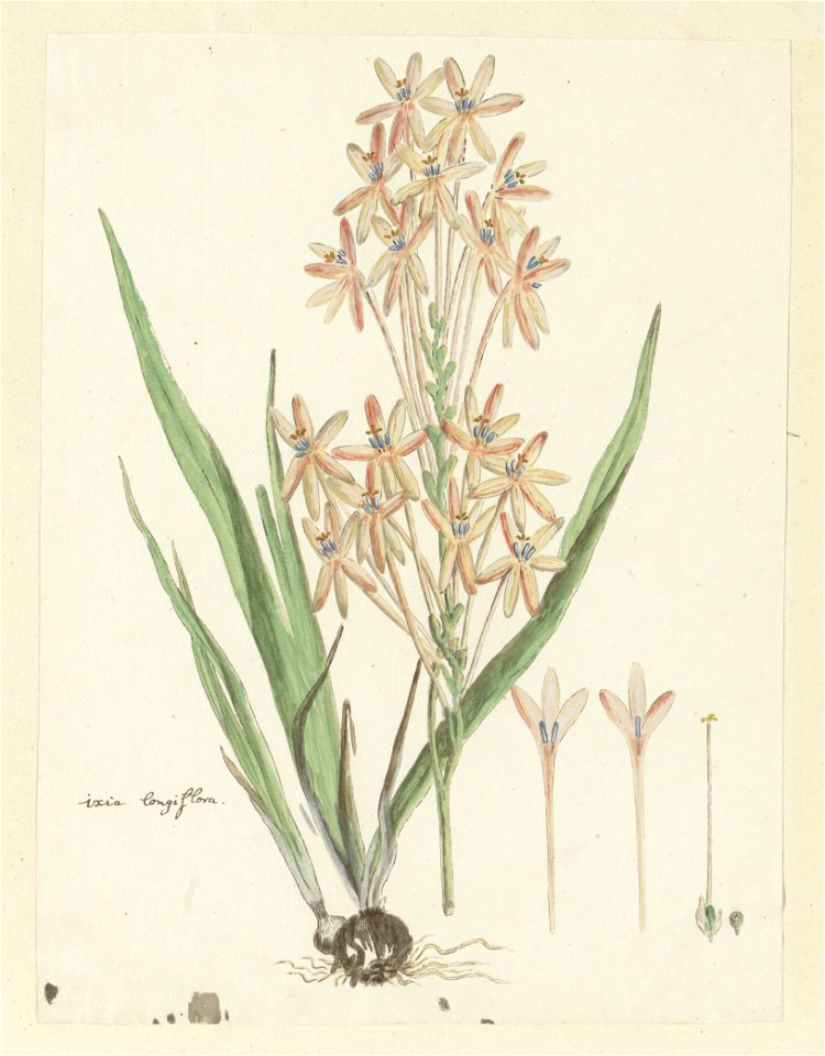 IdentificatieTitel(s): Ixia paniculata D. Delarocheixia longiflora (titel op object)Objecttype: tekening albumblad Objectnummer: RP-T-1914-18-73Opschriften / Merken: annotatie, linksonder, pen in brui