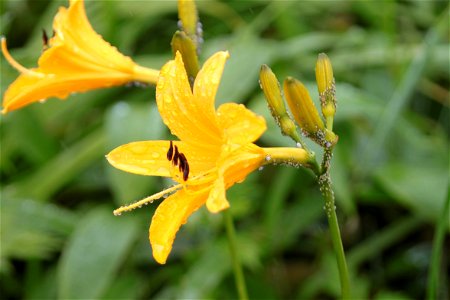 雨露に濡れるニッコウキスゲ。車山高原で撮影