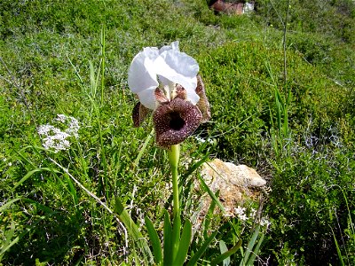 Iris Bismarkia photo