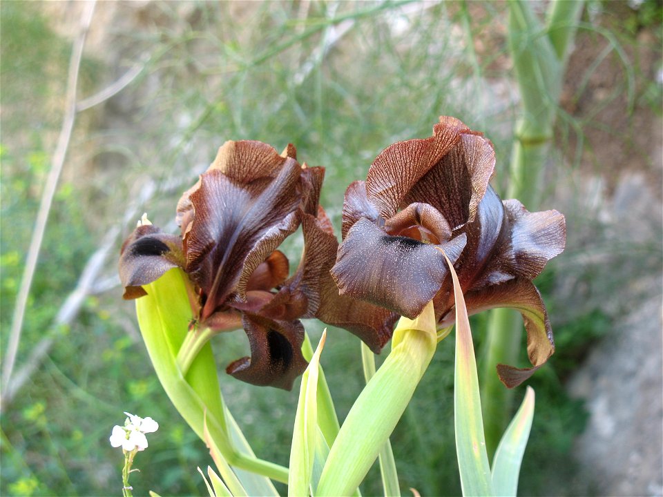 אירוסים שחומים בנחל תקוע, מרץ 2011 Iris loessicola (Iris atrofusca Baker) blooming in Tekoa Wadi nature reserve, Israel. photo