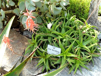 Aloe dorotheae specimen in the Botanischer Garten München-Nymphenburg, Munich, Germany.
