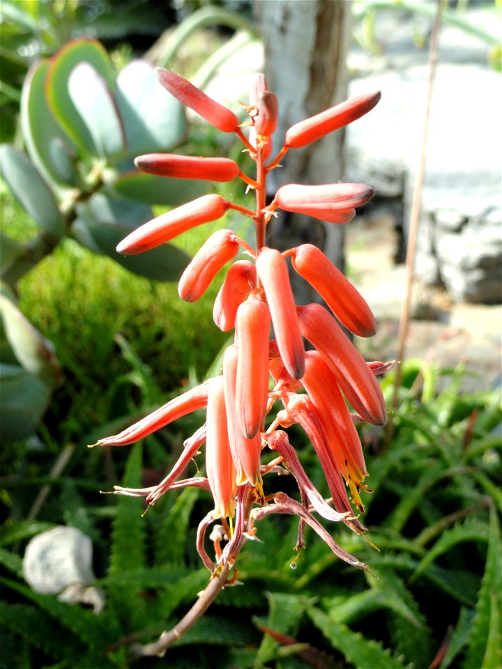 Aloe dorotheae specimen in the Botanischer Garten München-Nymphenburg, Munich, Germany.